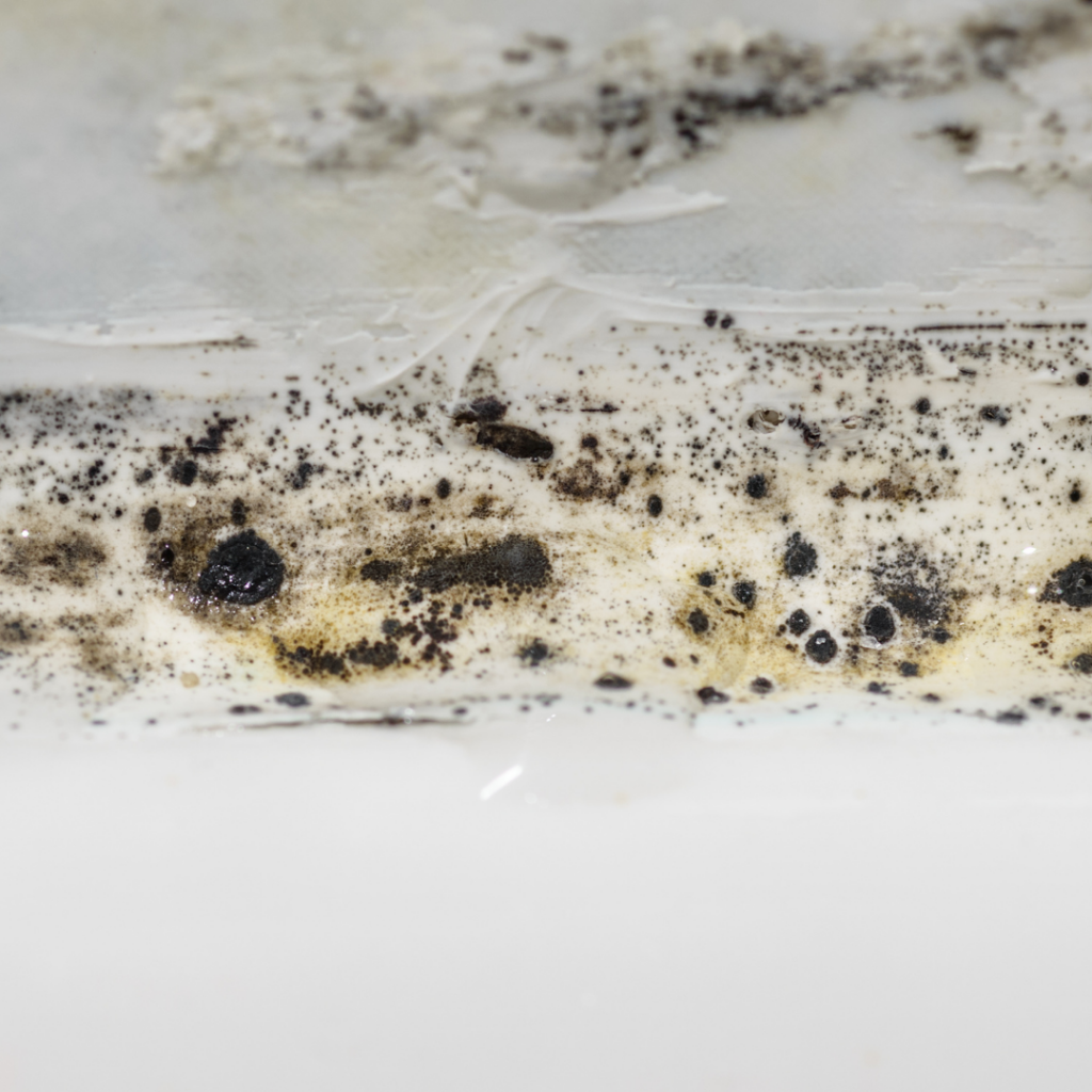 The Dangers of Mold in Your Phone 1